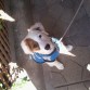 este es toto mi cachorro 